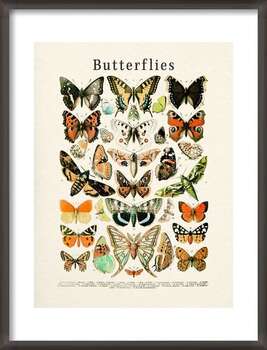 Poster Butterflies Collection