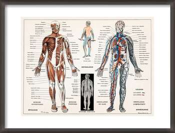 Poster Antique Illustration of the Human Nervous & Muscular System
